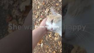 Stray Cat Rushes To See Me! She Got Very Happy!