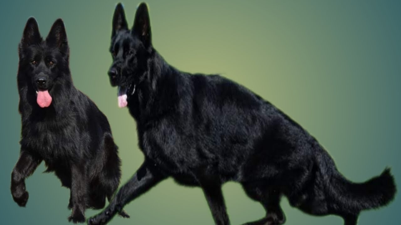 long coat black German shepherd puppy YouTube