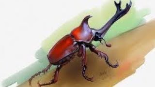 Most Expensive insect?? Beetles || Phylum Arthropoda #shorts