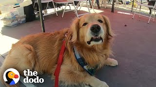 Dog Can't Wait To Reunite With His Marine Mom | The Dodo