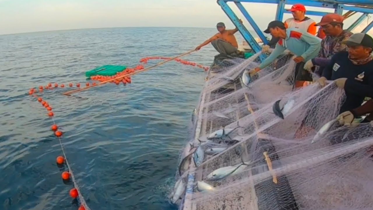 Wow‼️akhirnya kawanan ikan paling liar ini memutih di jaring