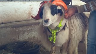 Beautiful Bakraeid Special Sheep 2019