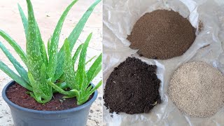 اسرار زراعة الالوفيرا aloe vera dyrking