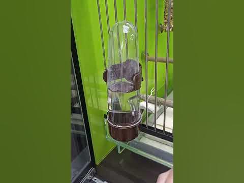 витрина для попугаев#попугай #попугайчики #неразлучники #lovebird - YouTube