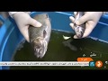 Iran Trout fish eggs handling, Spring 1398, Tonekabon county پرورش تخم ماهي قزل آلا چشم زده