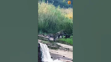 Three Leopards Vs One Honey Badger Wildlife Shorts Credit By Andbeyondtravel 