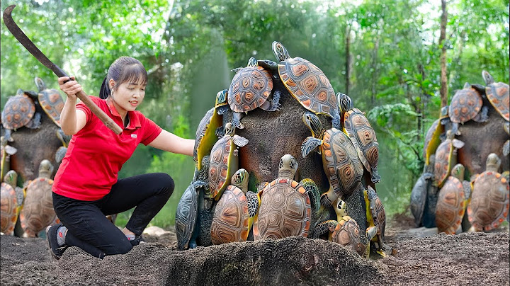 Brave Woman Catches a Giant Softshell Turtle and Takes It to Market | Life in the Mountain Forest