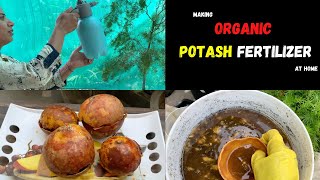 Make Organic Potash Fertilizer at Home | Step by Step Guide | Uses & Benefits