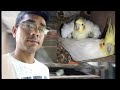 Budgies and Cockatiel Birds
