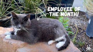 How a rescue #cat found the best home at a plant nursery | Working Cats