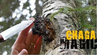 Chaga Hunting  How to find it and what to look for