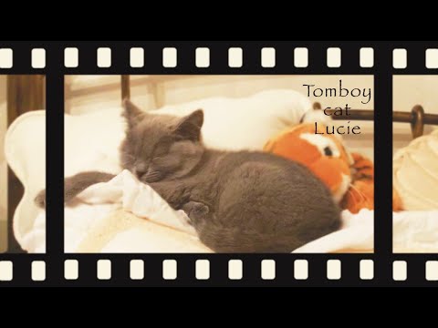 お迎え初日のシャルトリューの子猫の様子がかわいいのです
