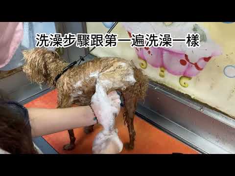 【狗狗洗澡教學】9成狗爸媽都洗錯！寵物美容師分享１０分鐘搞定狗狗洗澡｜水魔素狗狗洗澡教學