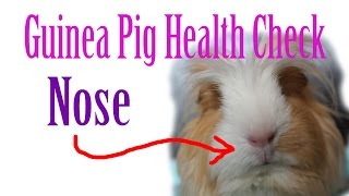 Piggie Health Check #6 ~Nose