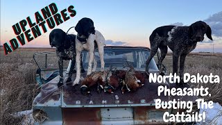 North Dakota Pheasants, Busting the Cattails!