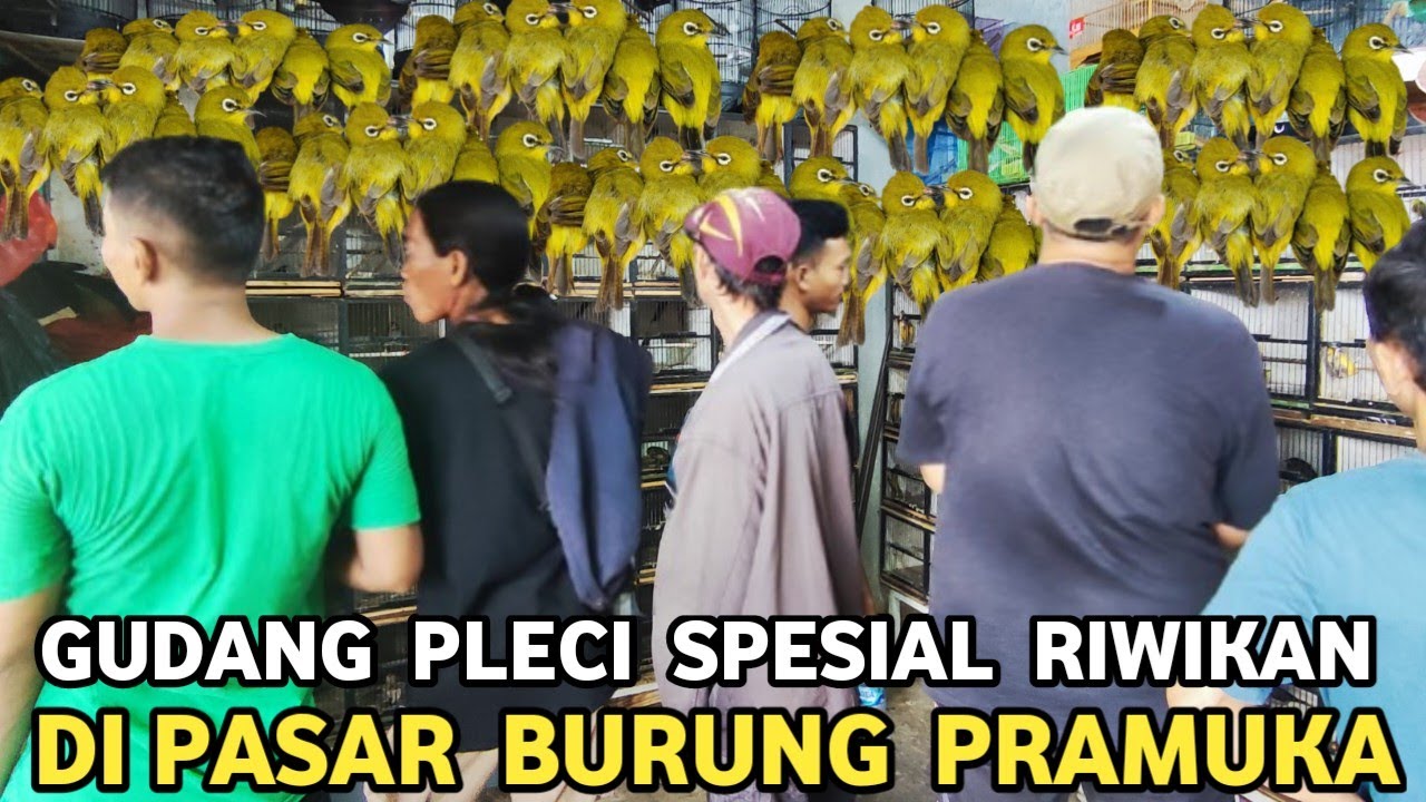 GUDANG PLECI !!! HARGA PLECI PILIHAN JANTAN RIWIKAN DI PASAR BURUNG PRAMUKA KIOS RAJA KICAU