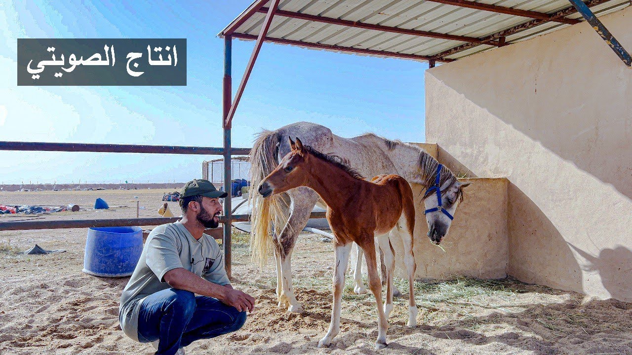 العناية بمهر من انتاج صويتي ( من لحظة الولادة )😍