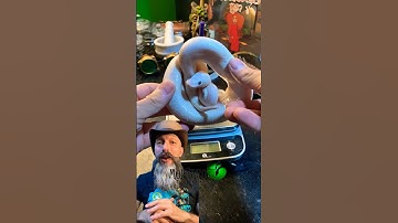 🐍Vegan Snake & Egg Update🧪 #molinarosnakelab #bel #royalpython #shorts #molinarosnakelab #snakeegg