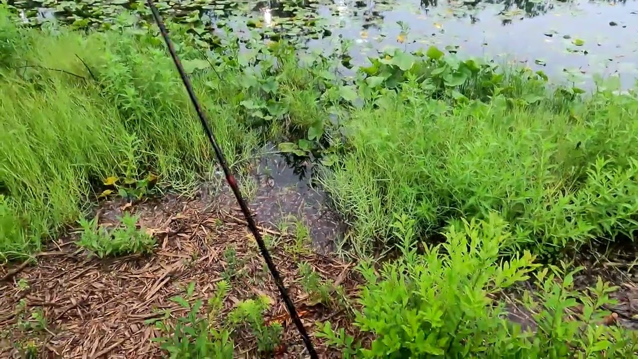 Bass Fishing in LILY Pads Excites Me!