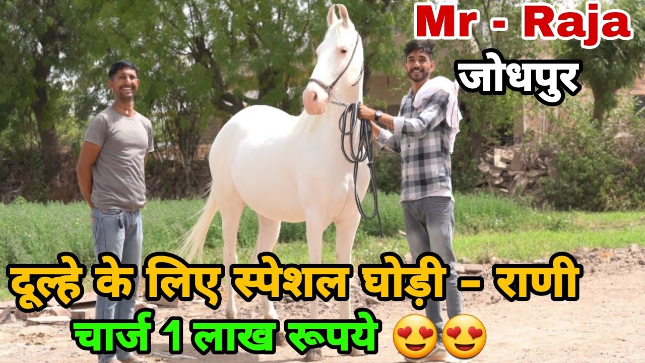 जोधपुर की राणी - महावीर की तैयारी