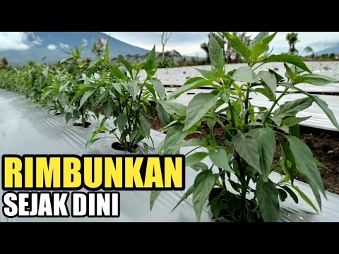 Ternyata Hal ini!!! Yang Buat Cabe Lebih Cepat Rimbun || Budidaya Tanaman Cabe