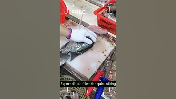 First, the processing of frozen tilapia fillets for export.many markets in the world from China