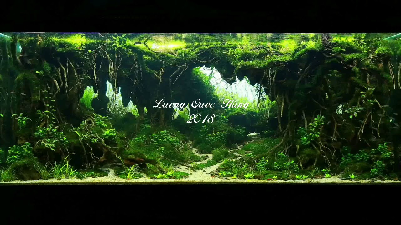 Nature Aquarium tank , 'Secret paradise'.Cips international aquascaping contest 2018
