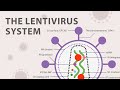 The basics of the recombinant lentivirus system