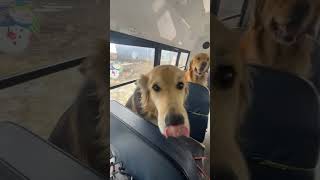 MAGIC DOG BUS