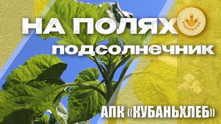 НА ПОЛЯХ | АПК 