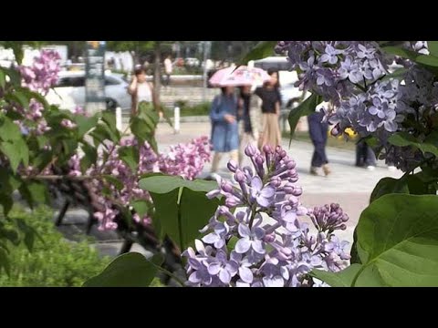 初夏香る札幌 ライラックまつり開幕 18 05 16 北海道新聞 Youtube