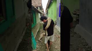 BIg Anaconda Snake 🐍#snake #anaconda#nagin #pythan  #short #shorts #trend #trending #yt #thankyou