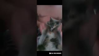 Gata Dançando Desce No Talento