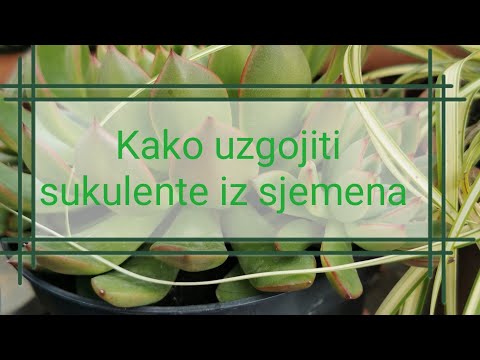 Video: Sukulentno Sjeme: Kako Izgleda Sjeme I Kako Ga Posaditi? Pravila Za Uzgoj Sukulenata Iz Sjemena