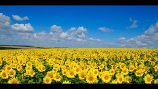 Паша гармонист - Сегодня плачет Украина