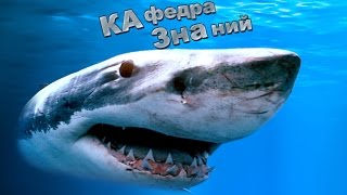 Самый Быстрый Хищник / Акула - Мако