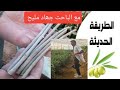 طريقة تدكان وإكتار الزيتون الحوزية بطريقة مبسطة مع الباحت جھاد مليح Roses Plant Potable Roses 