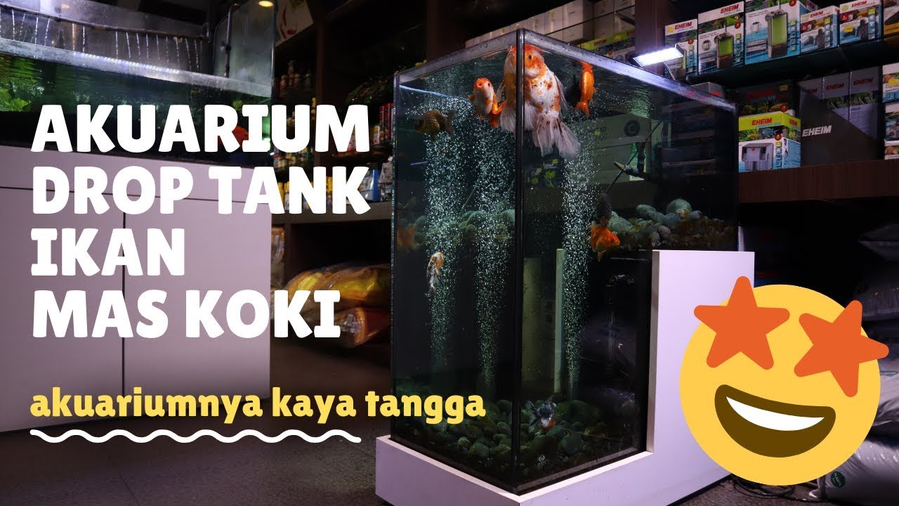 Inspirasi Akuarium Unik " Drop Tank " Untuk Ikan Mas Koki ...
