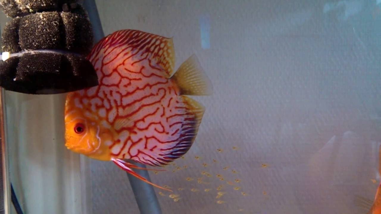 Discus Breeding day 11 YouTube