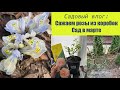 Садовые работы в марте:Посадка роз из коробок, прогулка по весеннему саду🌷🌷🌷