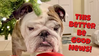 Reuben the Bulldog: Santa's List