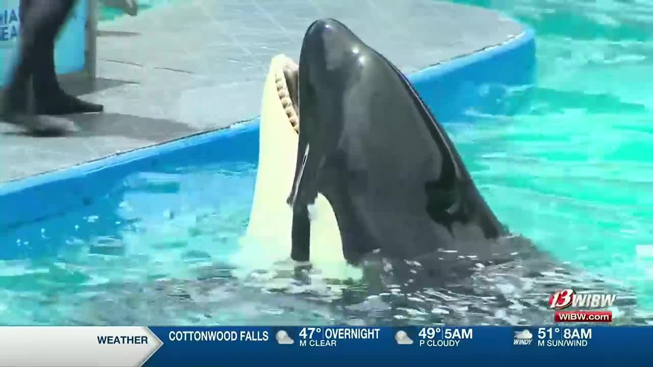 Oldest killer whale in captivity shouldn’t be released back into ocean