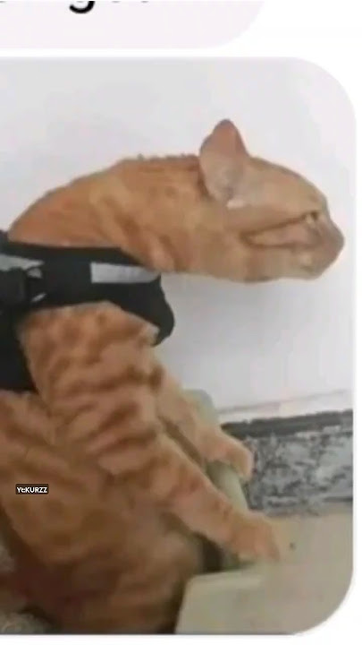 Cukurukuk #shorts  #catlover #cat #cute