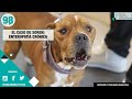 CAPÍTULO 98: ⚠️ SOREN padece una enteropatía crónica - Veterinario Especialista Digestivo Perros