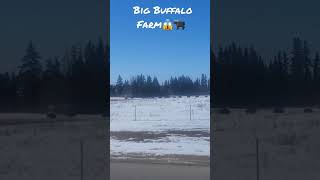 Driving By A Buffalo Farm.#youtubeshorts #short #Canada #animals #music #usa #africa #wildlife #fyp