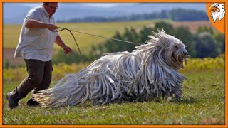 10 Dogs You Won't Believe Actual Exist