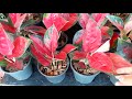 Aglaonema and Sansevieria at Chatuchak Market