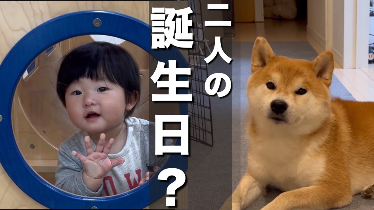 4歳と1歳になった柴犬と赤ちゃん…より大喜びし壁に激突する妹豆柴