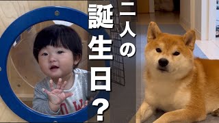 歳と歳になった柴犬と赤ちゃん…より大喜びし壁に激突する妹豆柴