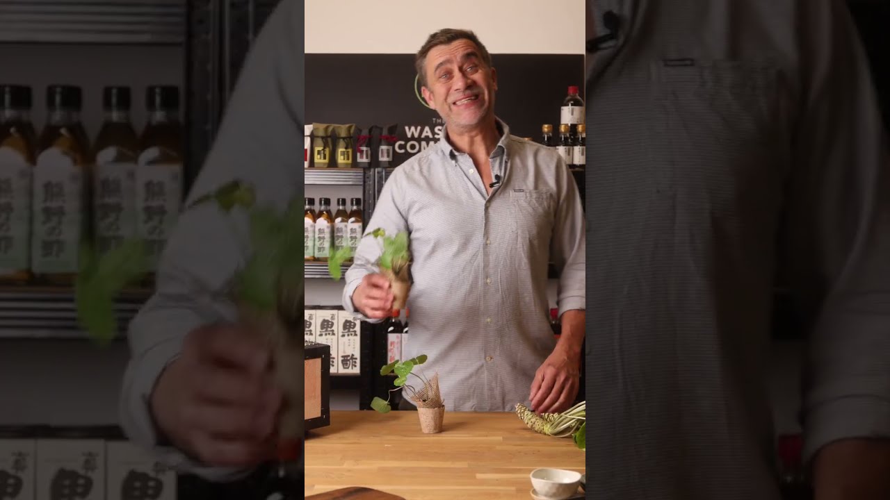 How We Grow, Harvest & Prepare Fresh UK Wasabi | The Wasabi Company